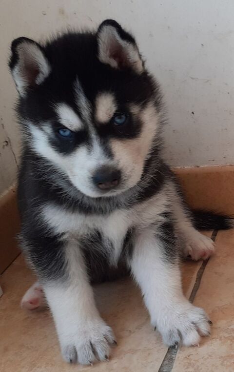HUSKY MALE LOF YEUX BLEUS 1200 40210 Lüe