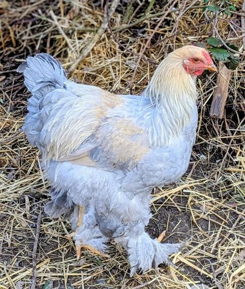 Magnifique jeune coq Brahma Isabelle 0 64460 Aast