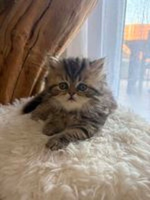   Chaton Persan Femelle 