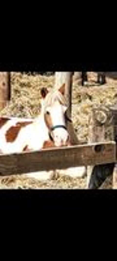   Ponette +poulain  