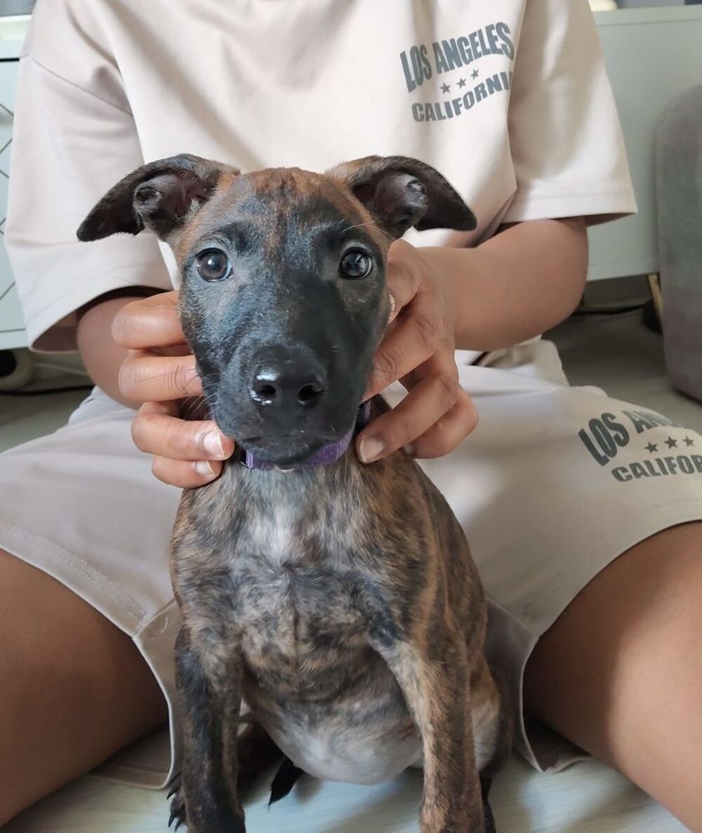   Stormy,2 mois,cherche un bon foyer  