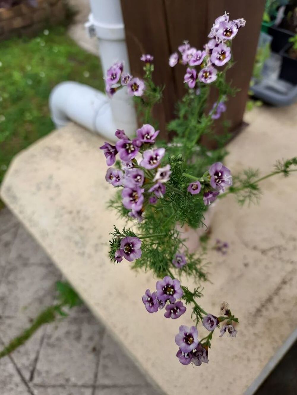 Gilia tricolor graines Jardin