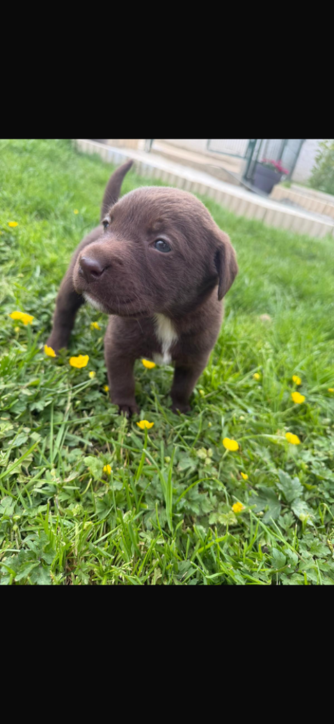 Chiot labrador chocolat 900 77370 Fontenailles