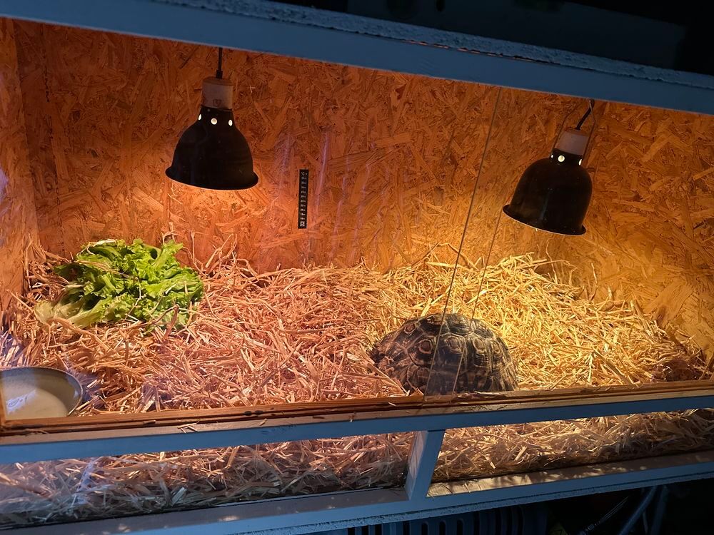   tortue léopard 8 ans cause de départ à l'étranger 900€ 