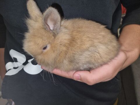 Lapin nain en pleine forme 
35 13190 Allauch