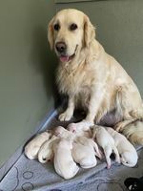   Chiots reste un mâle et une femelle 
