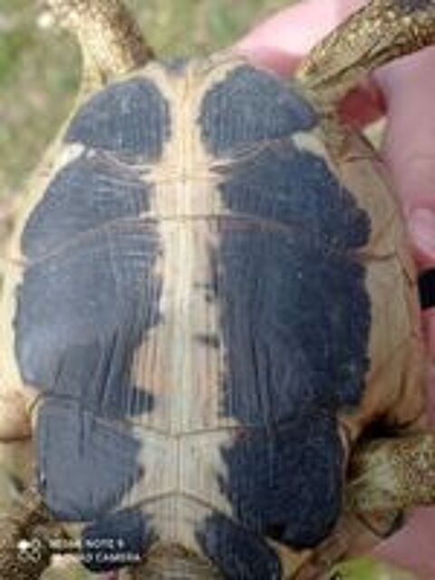   tortue de terre 