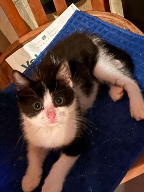 Merlin un petit bout parfait ! 180 94200 Ivry-sur-seine