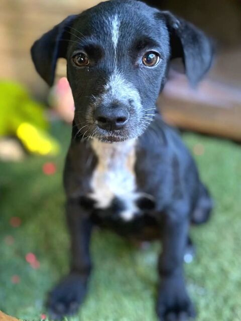 ✨️ SUSHI ✨️ 🐶 290 28500 Allainville