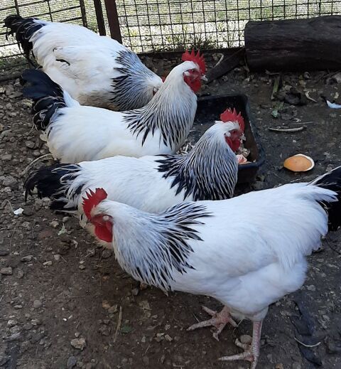 Coqs race Sussex 15 34150 La boissi�re