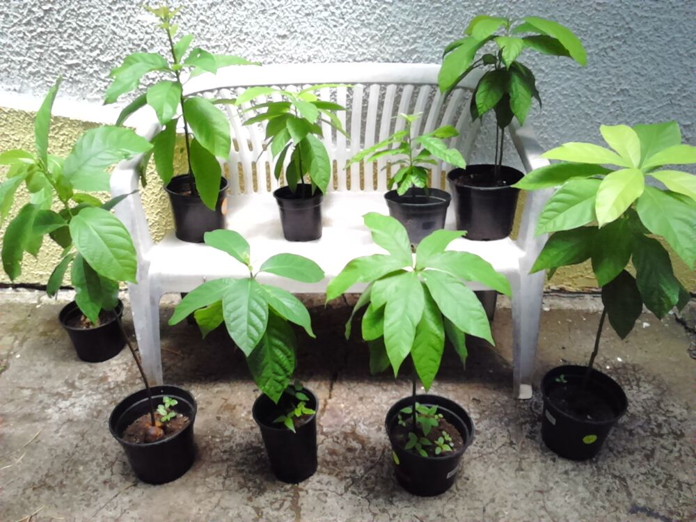 Plants avocatiers Jardin