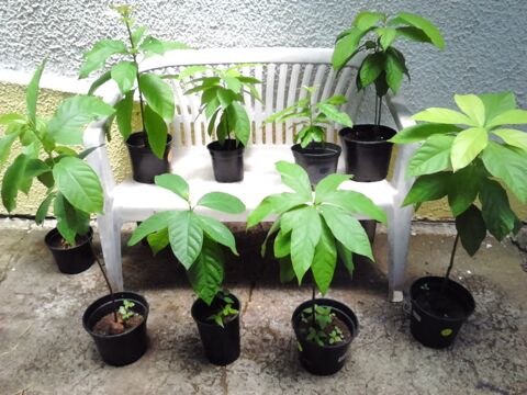 Plants avocatiers 8 Ducos (97)