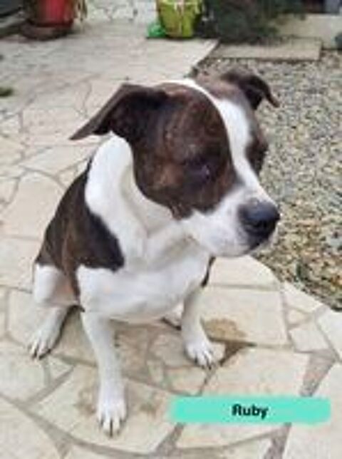   Ruby, croisée bulldog américain à adopter 