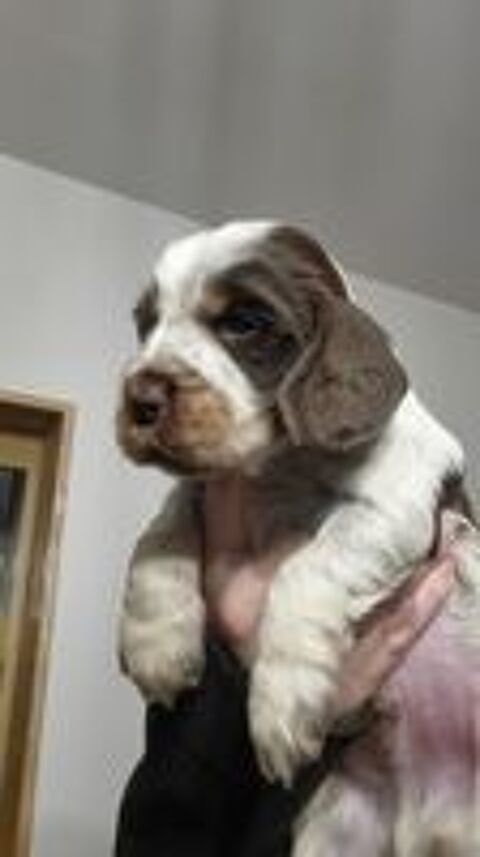   Chiots cockers anglais LOF 