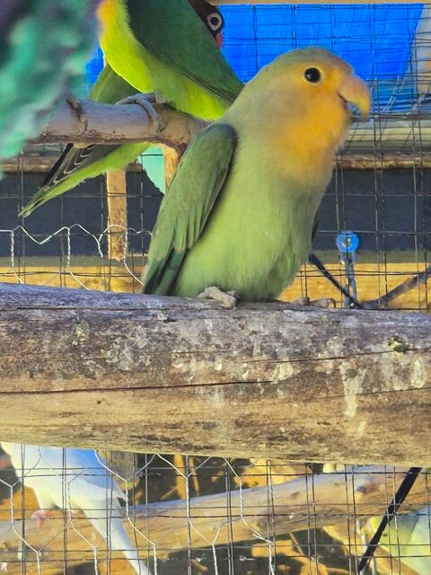 Bonjour, disponible 2 couplé inséparables roseicollis de cette année 25 41220 Dhuizon