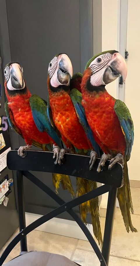 Ara Chlorptere x Ararauna Élèvés à la main 1800 77580 Crcy-la-chapelle