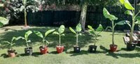   Bananiers productifs bien racins 