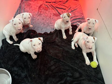 A r&eacute;server, Chiots Bull Terrier Standard inscrit au LOF 1600 89113 Branches