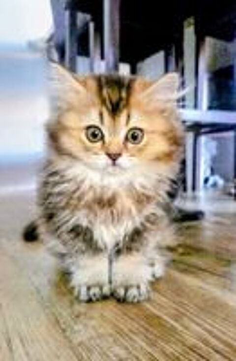   British Longhair  