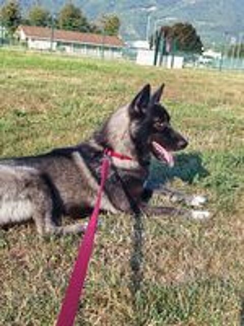   Oscar chiot chien loup croisé husky  