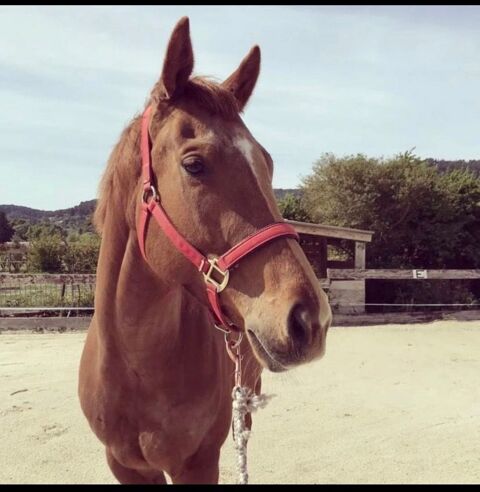 Pur sang anglais 5000 83330 Le beausset