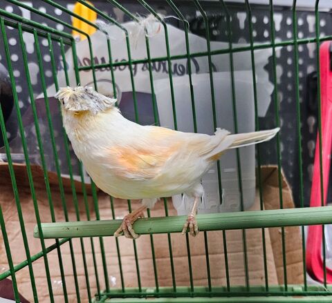 Canaris 2025 25 33140 Villenave-d'ornon