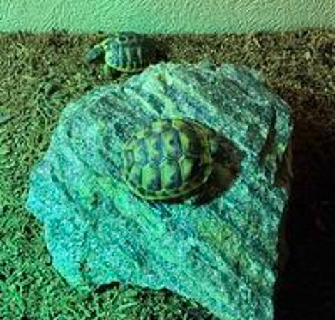   Bébés tortues terrestres nés 08-2026 