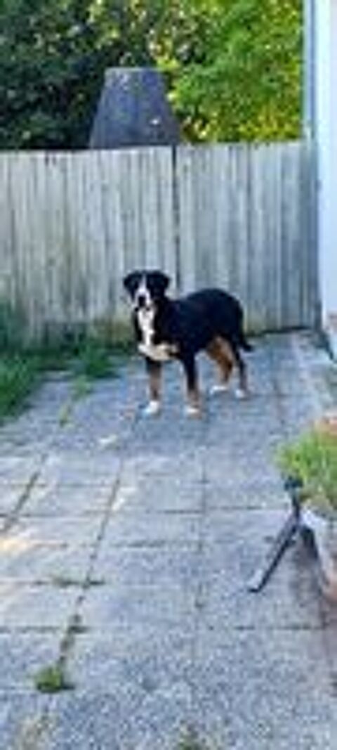   Femelle grand bouvier suisse lof 6 ans 