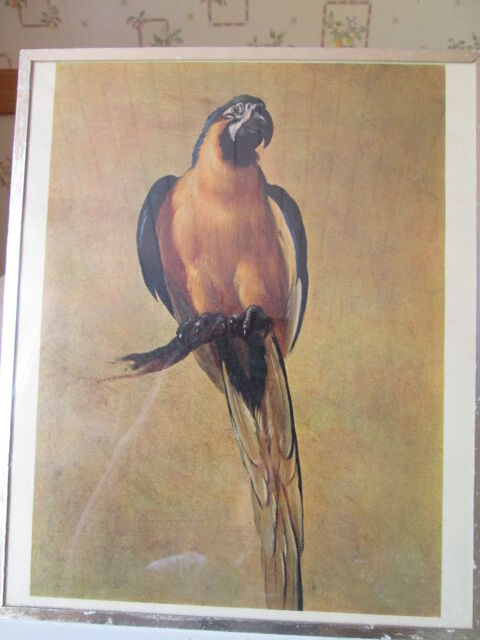 Tableaux/photos 5 Castres (81)