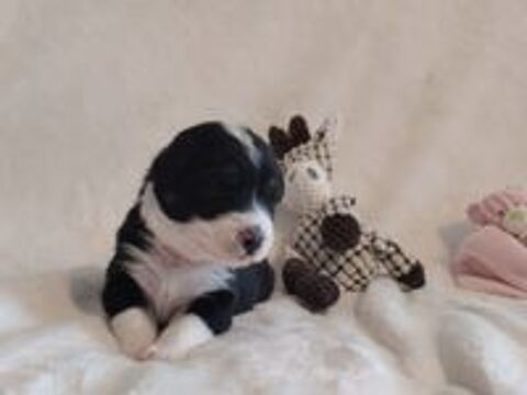   Chiots Berger Australien LOF 