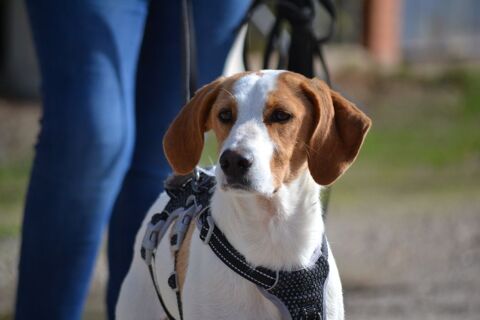 TOBA&#129655;, chiot petite de 12 kg , un trésor qui rêve de quitter le refuge 220 24140 Douville
