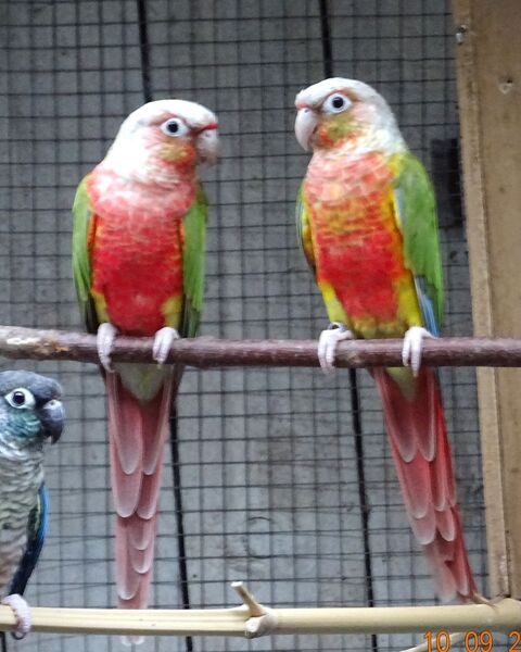 c&egrave;de couple conure de molinae 120 78410 Bouafle