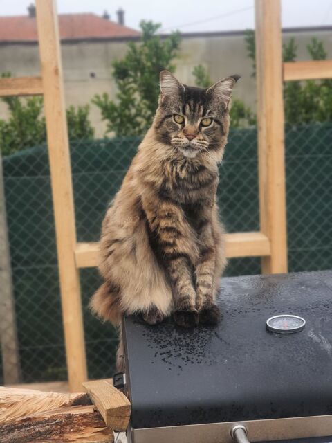 Maine coon 0 76600 Le havre