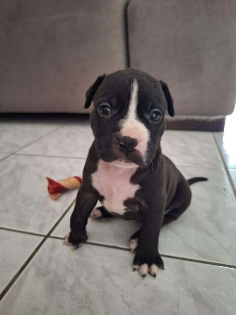 Bria, la boule de tendresse 300 71000 Flace les macon