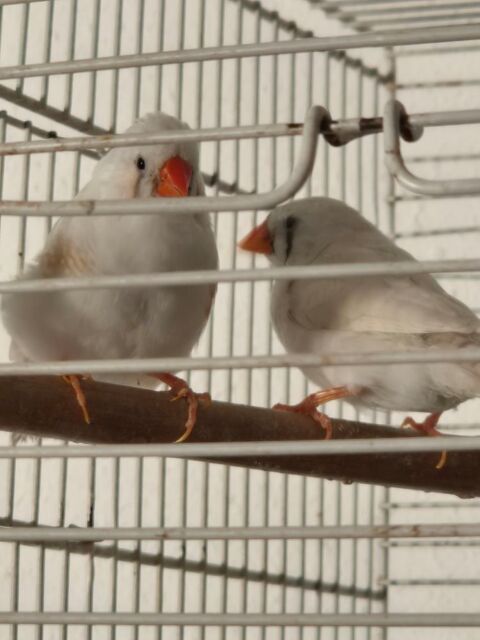 Mandarin 25 34570 Pignan