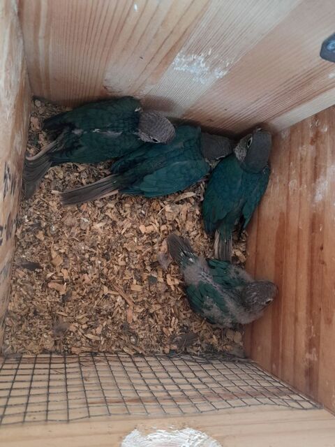 petits perroquets &agrave; joues vertes 130 42600 Lézigneux
