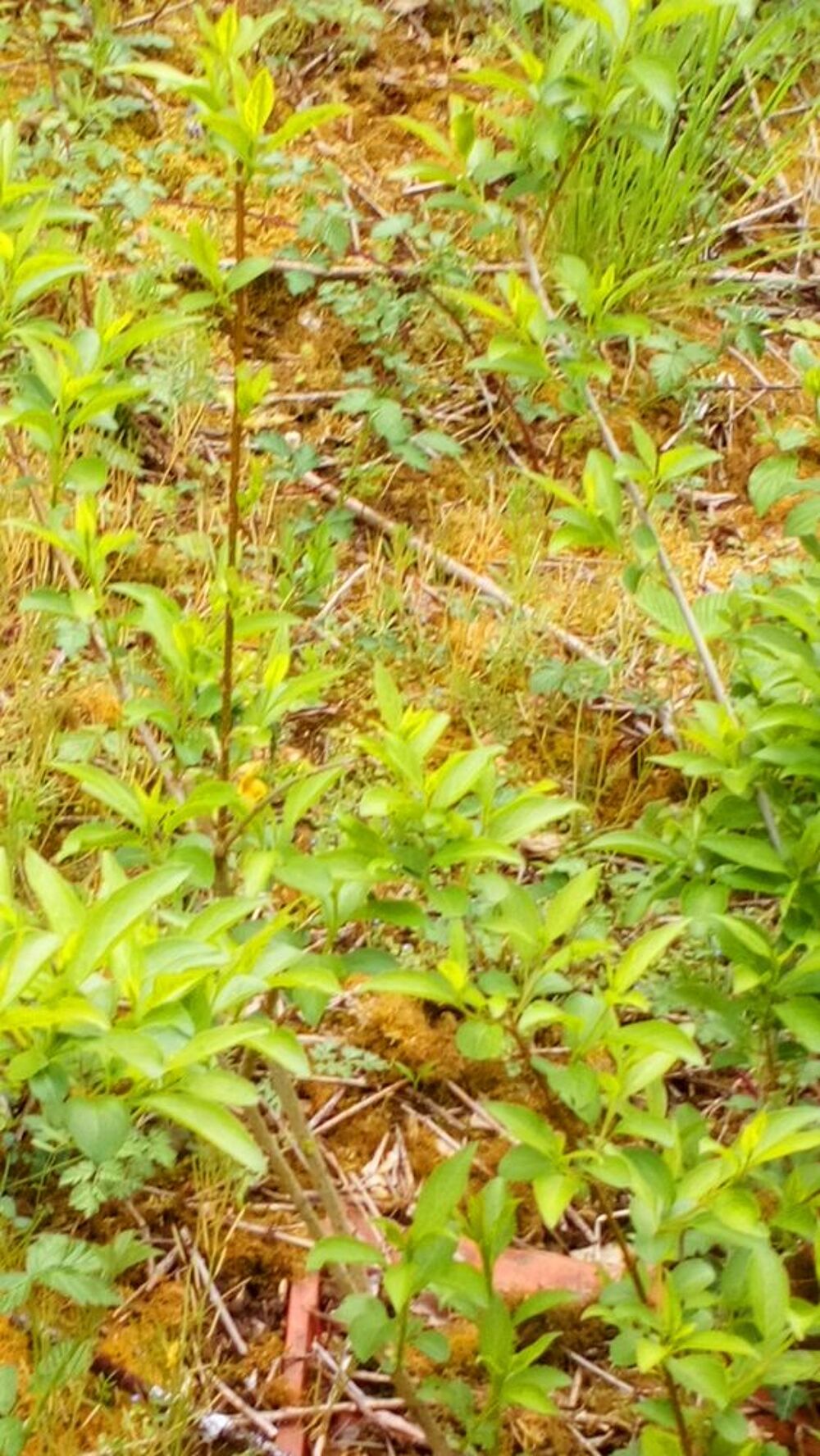 Forsythia Bricolage