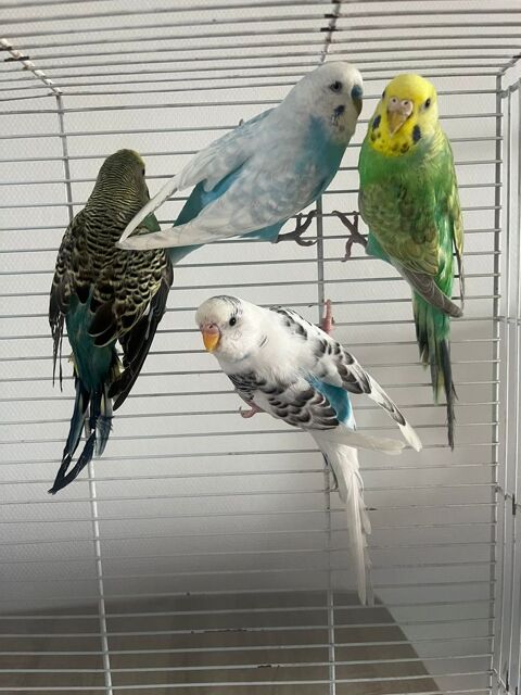 2 couples de perruche 40 49100 Angers