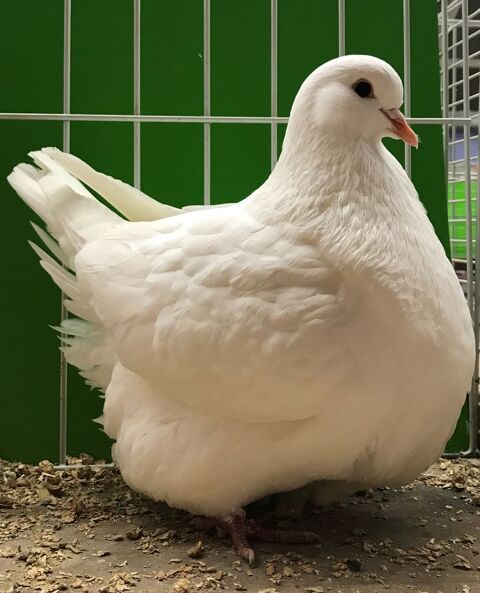 PIGEONS RACE MONDAINS 60 68320 Jebsheim