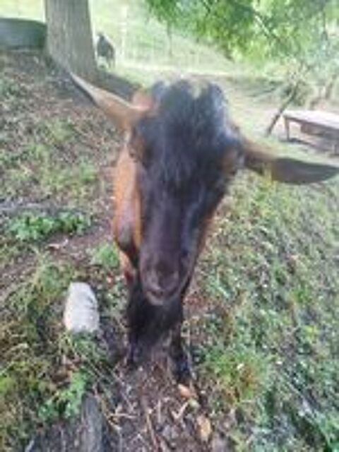   Bouc entier  
