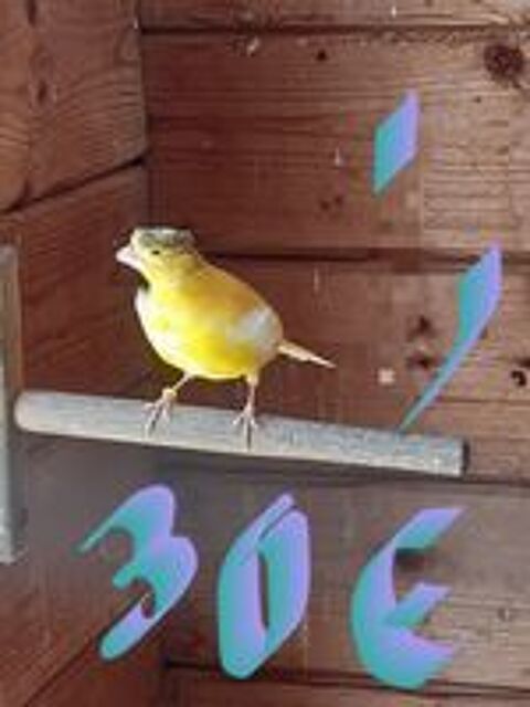   Canaris huppés 