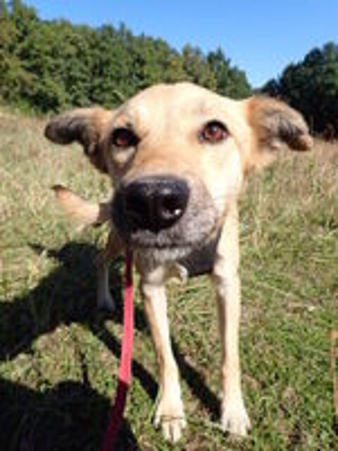   Thalie à l'adoption 