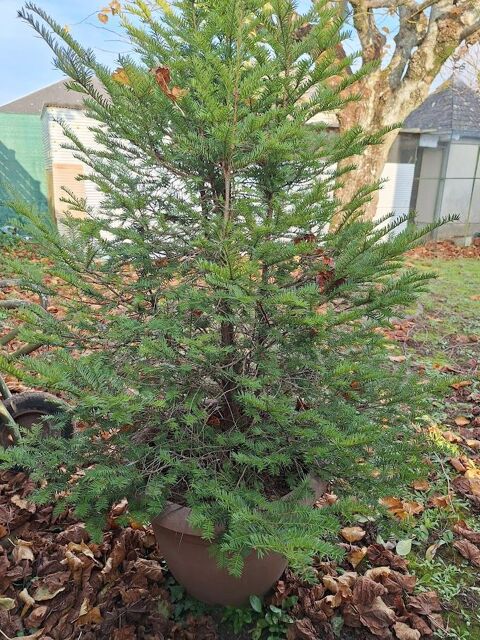 SAPIN POUR NOèl 80 Laigné-en-Belin (72)