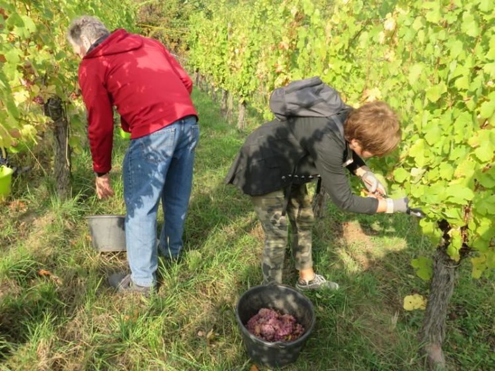   Recherche un emploi cueilleur de raisin de table 