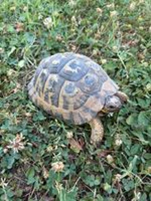   Tortue femelle adulte Greaca 