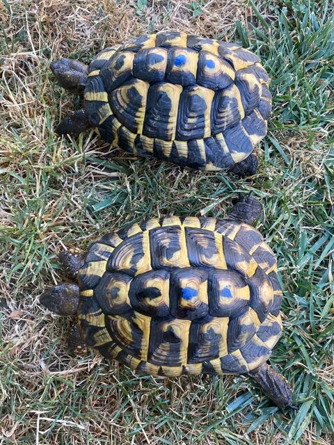 Tortue de terre 150 30100 Alès