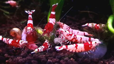 12 Crevettes Cantonensis  30 33170 Gradignan