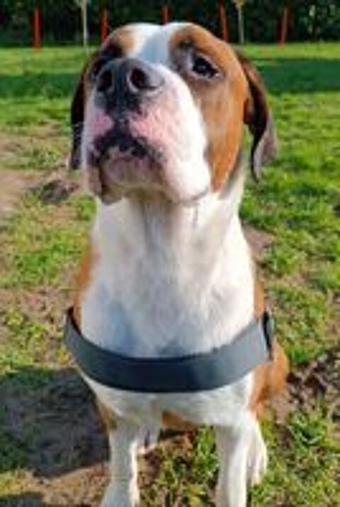   Marty, affectueux croisé Saint Bernard et Bouledogue Américain 