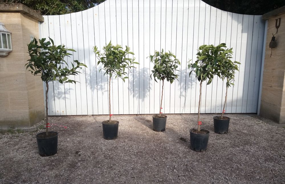 Mandarinier Rustique Japonais 'Satsuma' en container. Jardin