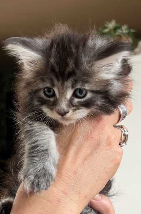 Bbs Maine coon LOOF 35800 Dinard
